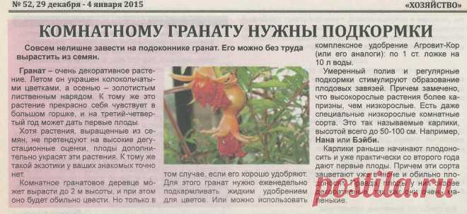 Комнатному гранату нужны подкормки
