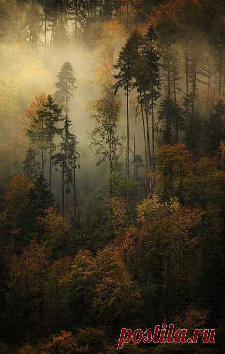 (345) Pinterest