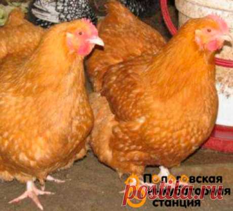 foxy-chick.jpg (Изображение JPEG, 331 × 300 пикселов)