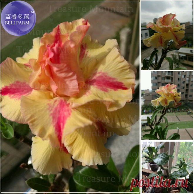 Тайвань 'golden monkey' Adenium Desert Rose Семена, профессиональная упаковка, 2 Семена, 4 слойная складчатый золотые лепестки w/роза красная полоса купить на AliExpress