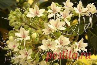 Клеродендрум: уход и размножение в домашних условиях

Клеродендрум очень красивое растение и лично я его полюбила за его красивые цветы белого цвета, которые так похожи на колокольчик (в детстве я очень любила полевые и домашние колокольчики ) из которых виднеется красный венчик. Листья этого растения имеют форму сердечек в яркий зеленый цвет. Существует множество видов и сортов клеродендрума, но в домашних условиях встречаются в основном, блестящий клеродендрум и клероден...