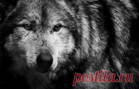 Есть три вещи, которых боится большинство людей: доверять, говорить правду и быть собой.