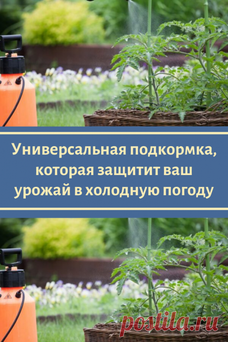 Универсальная подкормка, которая защитит ваш урожай в холодную погоду