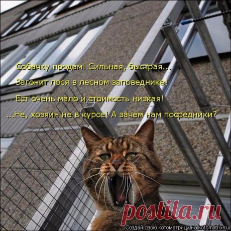 Веселая котоматрица - ФОТО (14.10.2016)