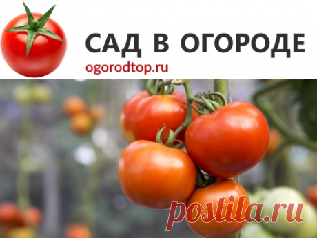 Томат Бабушкино: отзывы, описание и характеристика сорта, фото, урожайность, особенности выращивания, семена фирмы Партнер