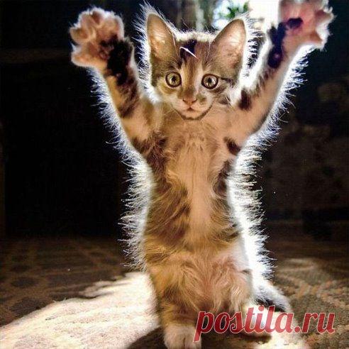 Котомонстр