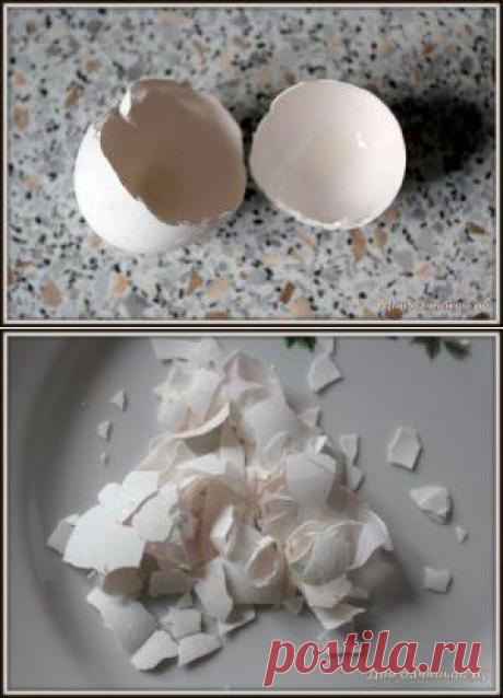 Яичная скорлупа как удобрение | Для дачников.ру