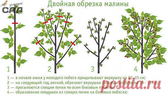 Урожайная обрезка малины по Соболеву
Главное ноу-хау в этой области принадлежит отечественному садоводу, патриарху малиноводства А.Г. Соболеву. Его метод 