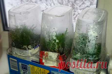 Как размножить тую и можжевельник зимой - эффективный простой способ, с фото Как размножить тую и можжевельник зимой - эффективный простой способ, с фото Собери букет цветов. Узнай название цветов, красивые цветы для любой девушки. Какие растения цветы, а какие нет. Сделай цветник своими руками и проверь как посажены цветы.