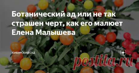 Ботанический ад или не так страшен черт, как его малюет Елена Малышева Недавно случайно увидела передачу «врача всея Руси» Елены Малышевой «Ботанический ад. Три растения, которым не место дома» от 8 декабря 2020 года в цикле ее передач «Жить здорово!». Я не фанат Малышевой, ее передачи ввергают меня в недоумение и шок, но вот случайно промелькнул ролик в ЮТУБе, решила клацнуть на воспроизведение.
Разговор шел о вредных комнатных растениях, но почему-то только о
