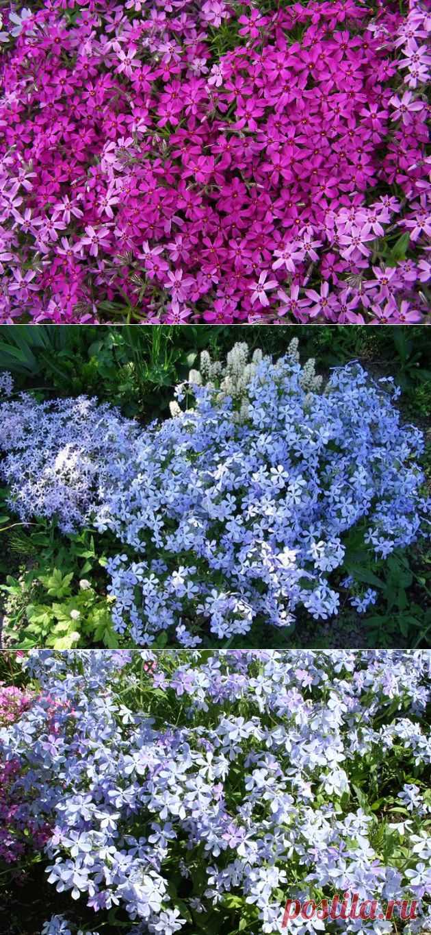 Флоксы в весеннем пейзаже | Дачный участок