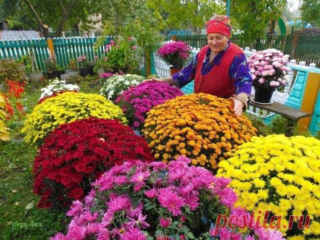 Вот это ХРИЗАНТЕМЫ