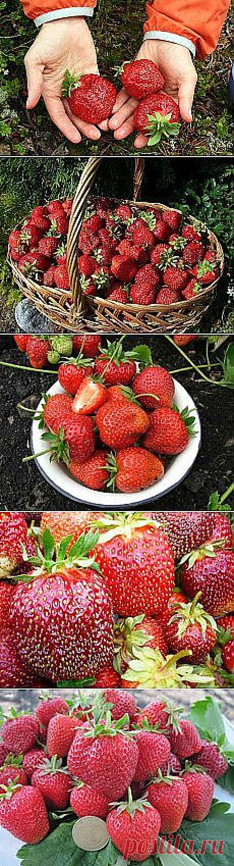 Реальный заработок в Интернете ДЕКРЕТ - прекрасная пора для новоиспеченной молодой мамы. Вопрос  работы в декрете волнует многих женщин. Но далеко не многие молодые мамы знают, как можно заработать в декрете. А маленькая подработка поможет мамочке держать себя в форме, быть интересной и позволить дополнительные приятные покупки себе и своему малютке. Пишите электронный адрес-вышлю информацию.