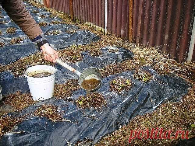 Полезнейшая!!! ПОДКОРМКА Клубники ДРОЖЖАМИ
Дорогие мои читатели. СОХРАНИТЕ, чтобы Не ПОТЕРЯТЬ и КОРМИТЕ Своих ДЕТОК, Вкуснейшей и ОГРОМНЕЙШЕЙ Клубникой. У Деток после нее, ПРОСЫПАЕТСЯ Аппетит и Они РАСТУТ как На ДРОЖЖАХ.
Сравнительно недавно огородники стали использовать для подкормки клубники дрожжи. 
Результат ВПЕЧАТЛЯЮЩИЙ. 
Кроме того, это удобрение можно использовать и для других овощей и ягод. 

Подкормка клубники дрожжами 
Подкармливать растения можно 2 раза за сезон...