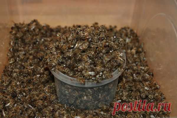 Подмор пчелиный: лечебные свойства, как принимать, польза и вред