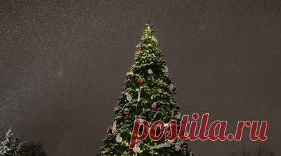 В Геленджике женщина забралась на главную ёлку города. Жительница Геленджика забралась на главную городскую ёлку, сообщила пресс-служба ГУ МВД России по Краснодарскому краю. Читать далее