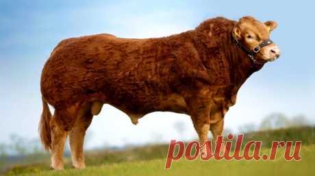 Породы коров – Блог. Run, пользователь Марина Николаева | Группы Мой Мир