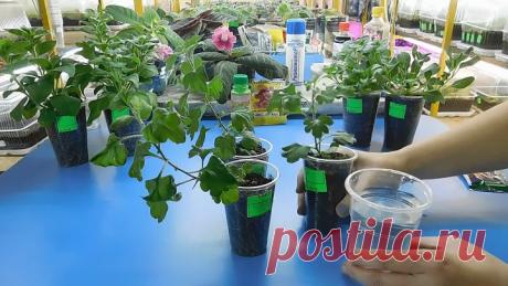 УДОБРЕНИЕ ДЛЯ РАССАДЫ КАЛИЕВАЯ СЕЛИТРА ! РЕЗУЛЬТАТ ИСПОЛЬЗОВАНЯ !