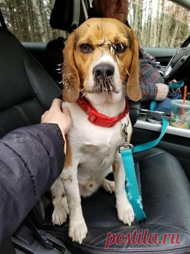 На что стала похожа собака после встречи с дикобразом фото