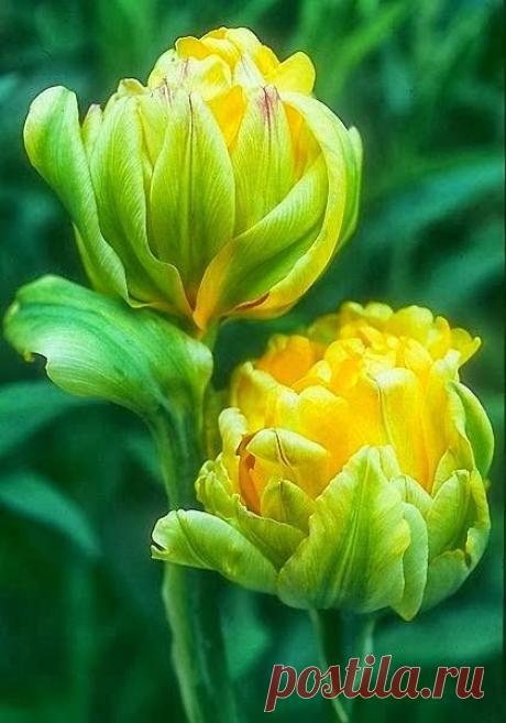Пион: Gold Tulip.