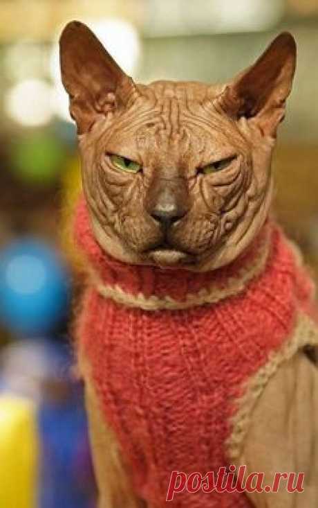 to follow up that other skin cat @Amber Saechao @Jennifer Crowley