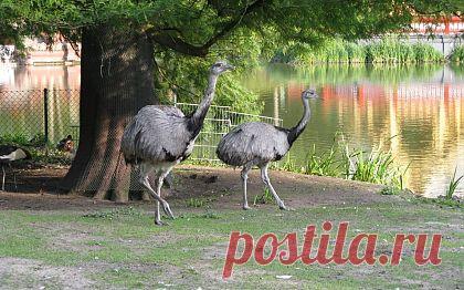 Страус нанду обои