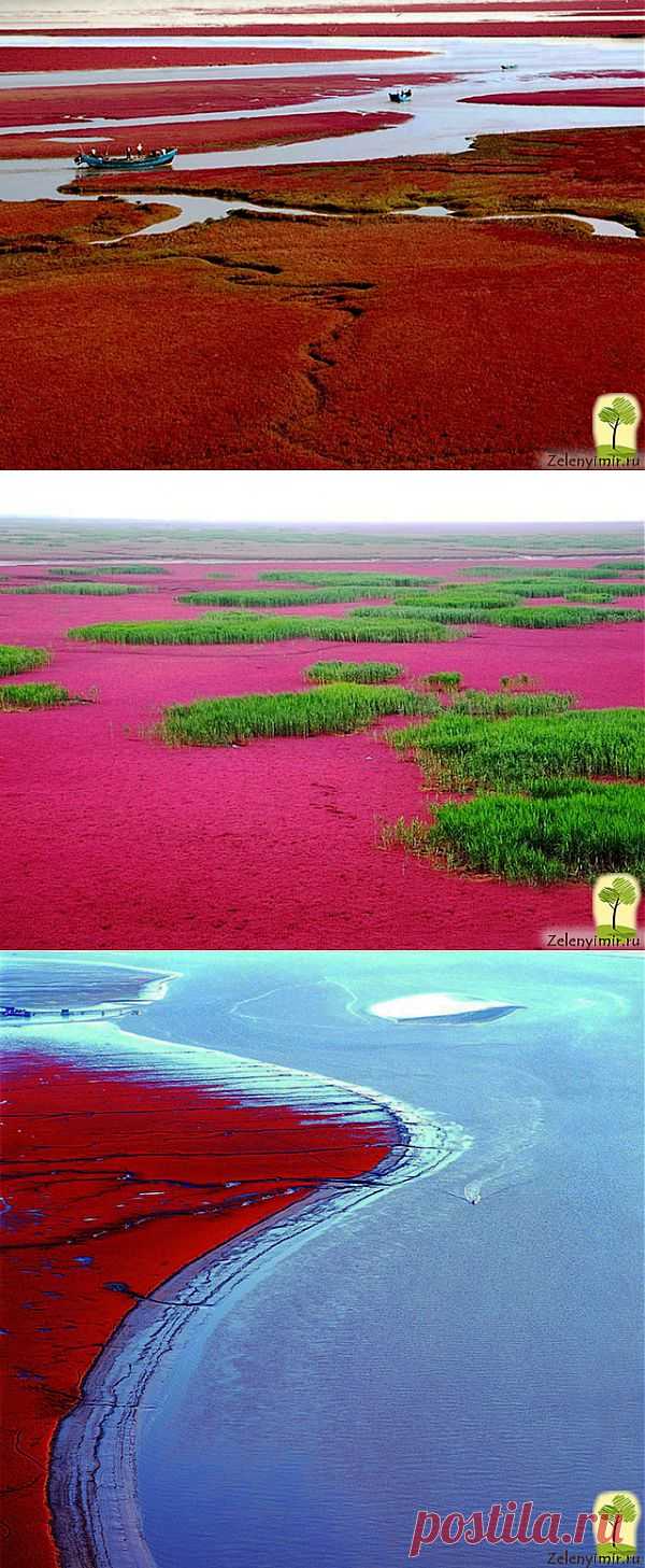 Красный пляж в Китае