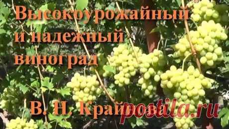 Высокоурожайный и надежный виноград селекции В. Н. Крайнова