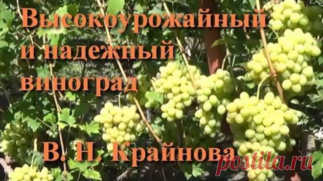 Высокоурожайный и надежный виноград селекции В. Н. Крайнова