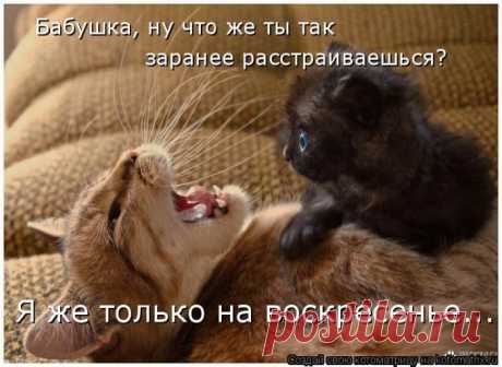Лучшие котоматрицы за прошедшую неделю / Питомцы