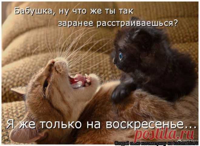 Лучшие котоматрицы за прошедшую неделю / Питомцы