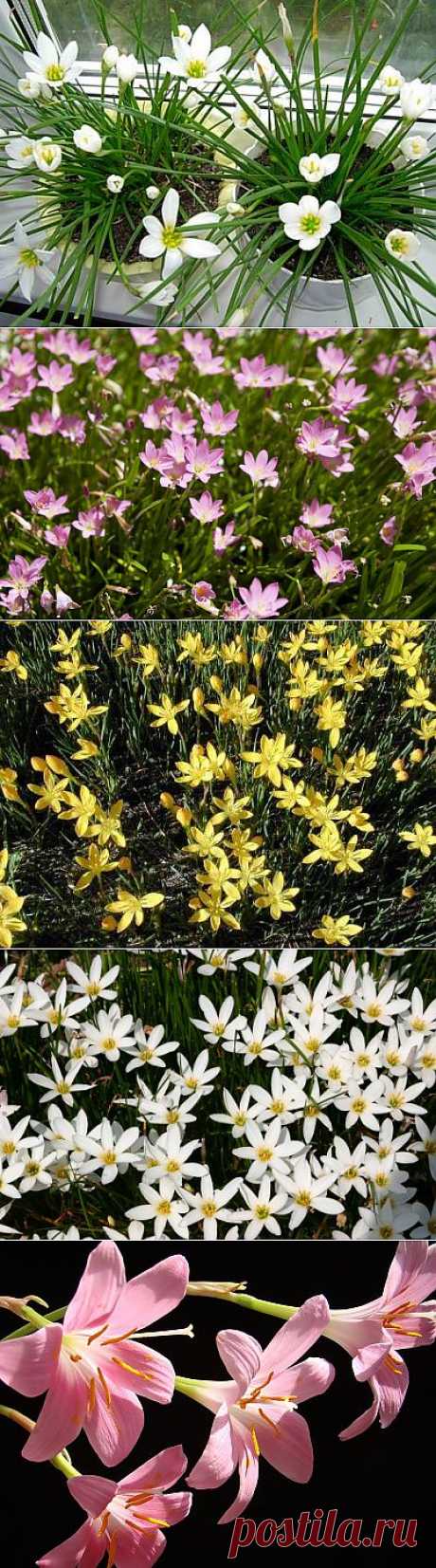 Zephyranthes MIX - Интернет-магазин - Адениум дома: от семян до растений. Выращивание и уход.