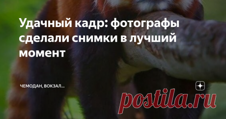 Удачный кадр: фотографы сделали снимки в лучший момент