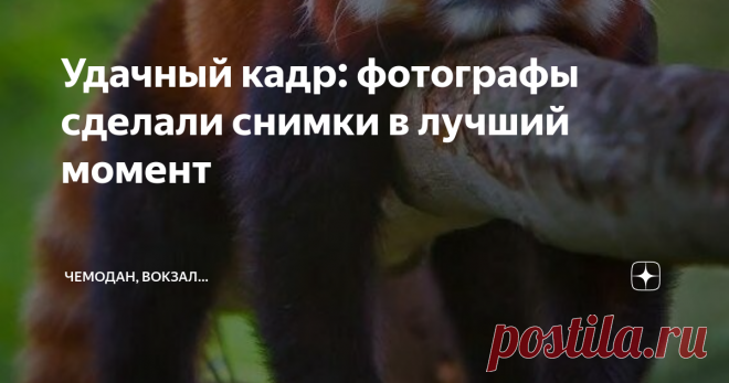 Удачный кадр: фотографы сделали снимки в лучший момент