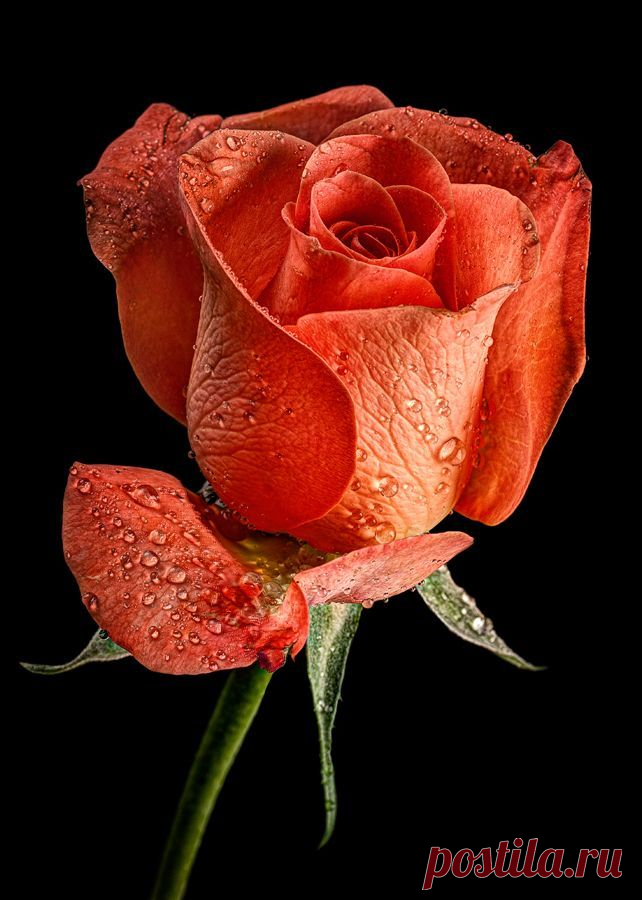 Найдено на сайте socialgreetings.net.