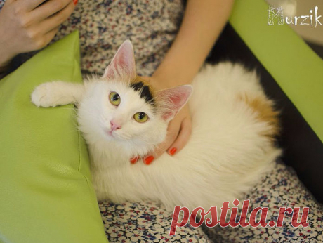 В Нижнем Новгороде открывается первое «кото-кафе» «Мурзик». Нижний Новгород - Деловой квартал