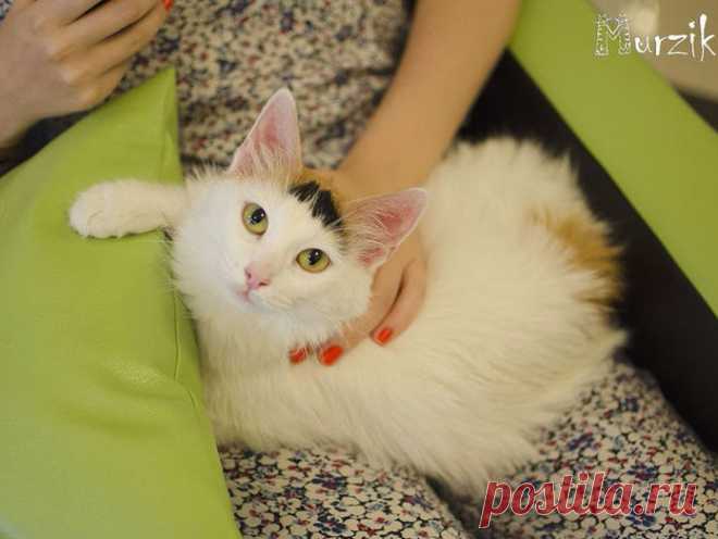 В Нижнем Новгороде открывается первое «кото-кафе» «Мурзик». Нижний Новгород - Деловой квартал