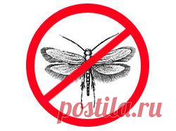 Как избавиться от моли