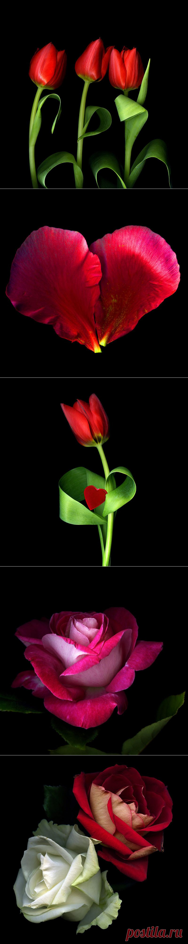 Красота на черном фоне..