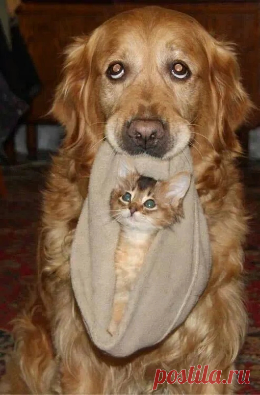 Animals - Google+