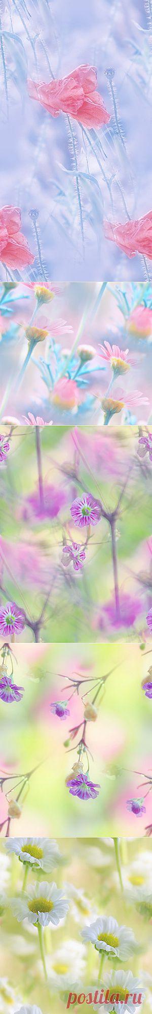 фоны из фотографий by =lpdragonfly — Прекрасные фоны для дневников