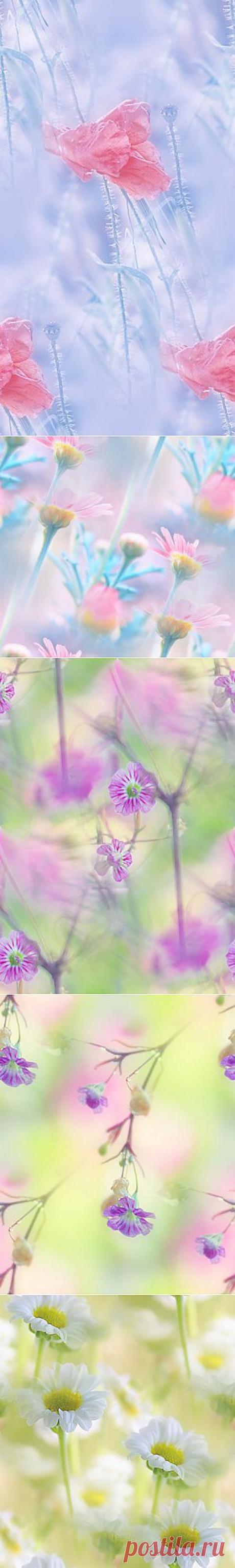 фоны из фотографий by =lpdragonfly — Прекрасные фоны для дневников