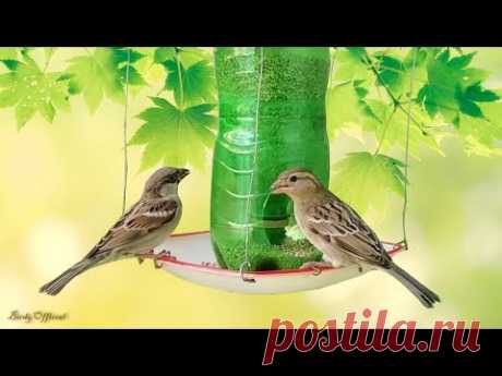 Best Bird Feeder Ever - Make No Mess Bird Feeder From Recycled Materials