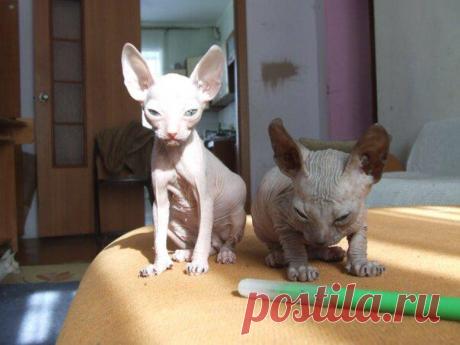 Похождения хозяйки донского сфинкса.
Как-то женила я кошку, донского сфинкса. «Как-то» это в течении 10 лет. Кто не в курсе: когда дончаки течкуют мало не покажется, орут душераздирающим гортанным голосом, выгибаются, а так как у меня с кошкой ещё и невербальное общение , то она глазами говорила: имей совесть, сделай что-нибудь, видишь как я мучаюсь. И я мчалась искать […]
Читай дальше на сайте. Жми подробнее ➡