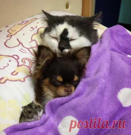 ЕЩЁ КОТЭ | KotoMail.ru