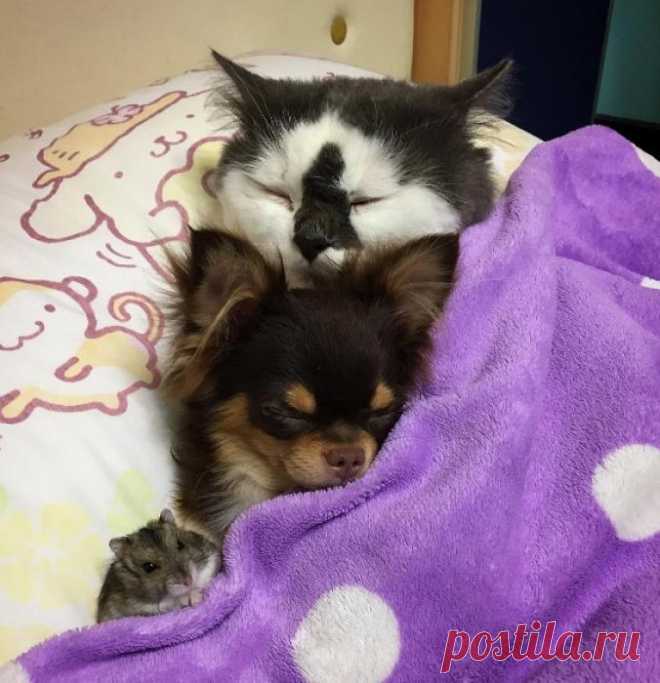 ЕЩЁ КОТЭ | KotoMail.ru