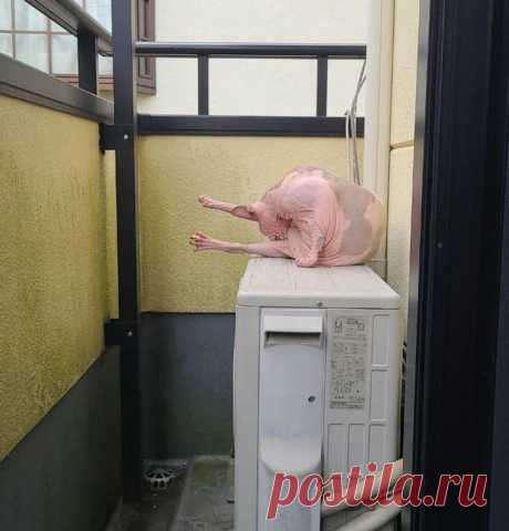 15 раз Мать-природу ловили со спущенными штанами