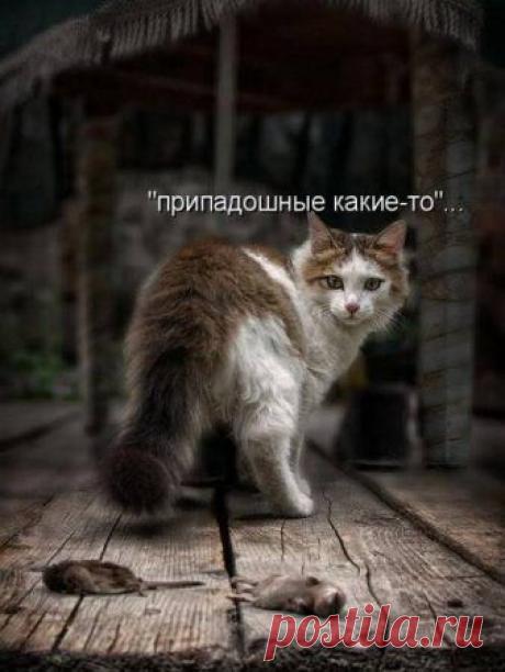И снова о котах...:) | Наш дом