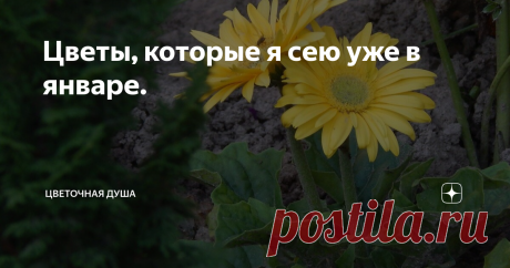 Цветы, которые я сею уже в январе. Вот и наступил первый месяц 2022 года. Пришло время готовить землю, рассадные ящики и стаканчики, проверять все ли семена закупили, строить планы на предстоящий сезон и конечно же делать первые посевы цветов. Сразу уточняю: они нужны далеко не всем растениям, ведь в начале года дни еще коротки, а на улице холодно. В январе на рассаду высевают те однолетники и многолетники, у которых период от появления всходов до цветения составляет более...