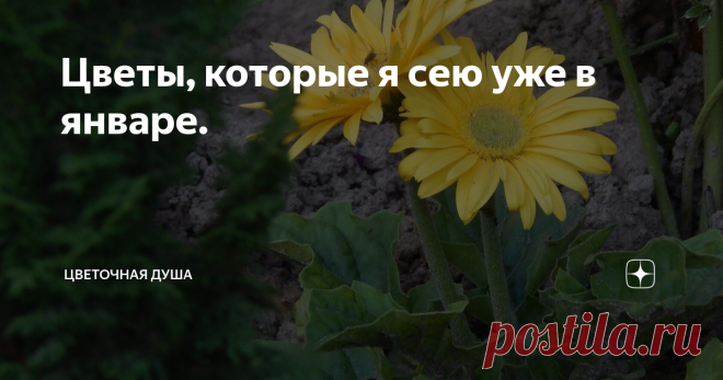 Цветы, которые я сею уже в январе. Вот и наступил первый месяц 2022 года. Пришло время готовить землю, рассадные ящики и стаканчики, проверять все ли семена закупили, строить планы на предстоящий сезон и конечно же делать первые посевы цветов. Сразу уточняю: они нужны далеко не всем растениям, ведь в начале года дни еще коротки, а на улице холодно. В январе на рассаду высевают те однолетники и многолетники, у которых период от появления всходов до цветения составляет более...